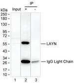Layilin Antibody in Immunoprecipitation (IP)