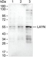 Layilin Antibody in Western Blot (WB)