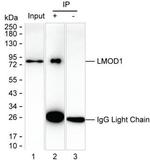 LMOD1 Antibody in Immunoprecipitation (IP)