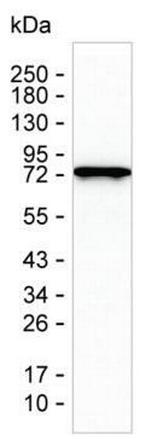 LMOD1 Antibody in Western Blot (WB)