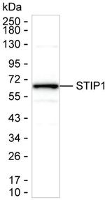 STIP1 Antibody in Western Blot (WB)