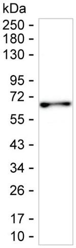 STIP1 Antibody in Western Blot (WB)