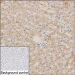 SUOX Monoclonal Antibody (K92029_3C8)