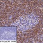 BANK1 Antibody in Immunohistochemistry (Paraffin) (IHC (P))