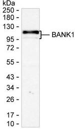 BANK1 Antibody in Western Blot (WB)