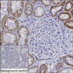 Mitofilin Antibody in Immunohistochemistry (Paraffin) (IHC (P))