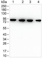 Mitofilin Antibody in Western Blot (WB)