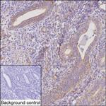 ENAH Monoclonal Antibody (K70047_10C7)