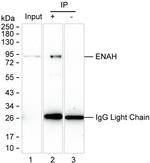 ENAH Antibody in Immunoprecipitation (IP)