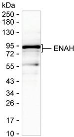 ENAH Antibody in Western Blot (WB)