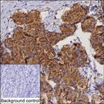 NUCB2 Monoclonal Antibody (K70044_2H5)