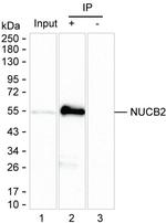 NUCB2 Antibody in Immunoprecipitation (IP)