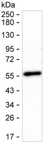 NUCB2 Antibody in Western Blot (WB)