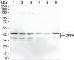 ICAD Antibody in Western Blot (WB)