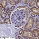 NDUFAF1 Antibody in Immunohistochemistry (Paraffin) (IHC (P))