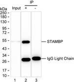 STAMBP Antibody in Immunoprecipitation (IP)