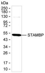 STAMBP Antibody in Western Blot (WB)