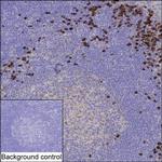TXNDC5 Antibody in Immunohistochemistry (Paraffin) (IHC (P))