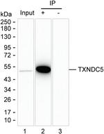 TXNDC5 Antibody in Immunoprecipitation (IP)