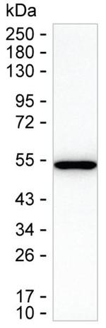 TXNDC5 Antibody in Western Blot (WB)