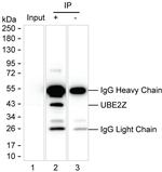 UBE2Z Antibody in Immunoprecipitation (IP)