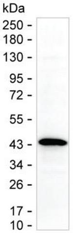 UBE2Z Antibody in Western Blot (WB)