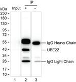 UBE2Z Antibody in Immunoprecipitation (IP)