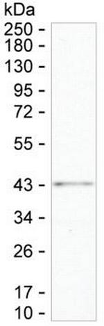 UBE2Z Antibody in Western Blot (WB)