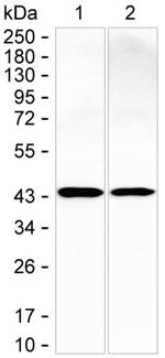 CAPG Antibody in Western Blot (WB)