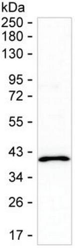 STX17 Antibody in Western Blot (WB)