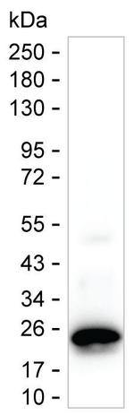 PPP1R14D Antibody in Western Blot (WB)