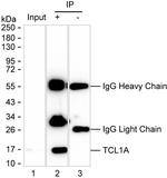 TCL1A Antibody in Immunoprecipitation (IP)