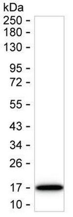 TCL1A Antibody in Western Blot (WB)