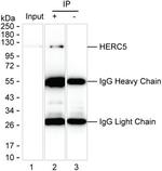 HERC5 Antibody in Immunoprecipitation (IP)