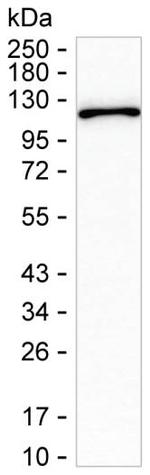HERC5 Antibody in Western Blot (WB)