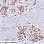 YES1 Monoclonal Antibody (K29051_19H1)