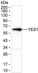 YES1 Antibody in Western Blot (WB)