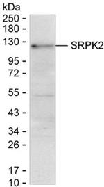 SRPK2 Antibody in Western Blot (WB)