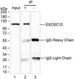 EXOSC10 Antibody in Immunoprecipitation (IP)