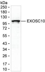 EXOSC10 Antibody in Western Blot (WB)