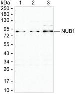 NYREN18 Antibody in Western Blot (WB)