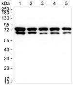 PAK4 Antibody in Western Blot (WB)