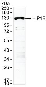 HIP1R Antibody in Western Blot (WB)