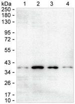 NAGK Antibody in Western Blot (WB)