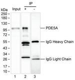 PDE5 Antibody in Immunoprecipitation (IP)