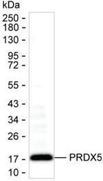 PRDX5 Antibody in Western Blot (WB)