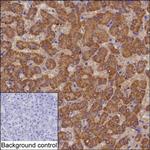 PECI Monoclonal Antibody (K16256_4D6)