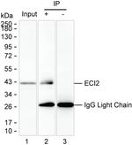 PECI Antibody in Immunoprecipitation (IP)