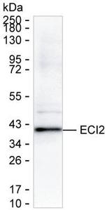 PECI Antibody in Western Blot (WB)