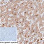 PECI Monoclonal Antibody (K16256_1E9)